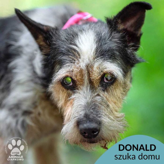 Donald szuka domu na jesień życia! OTOZ Animals Ciapkowo