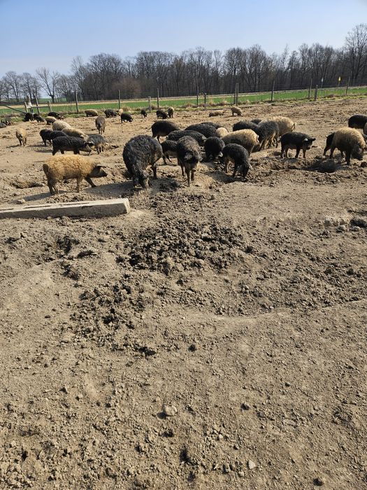 Pieczony prosiak z warzywami pieczone prosie dzik szynka schabkiełbasa