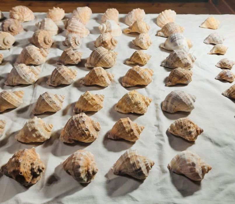 Мушлі Венозна рапана