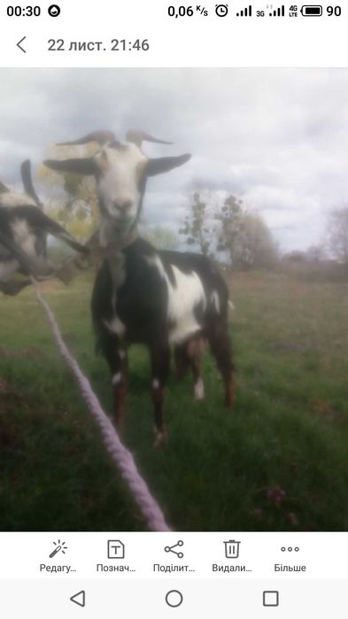 Продам козу козички цап Англо Нубійська Порода