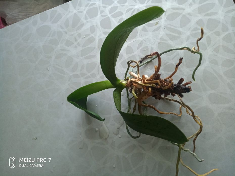 орхідея     біла