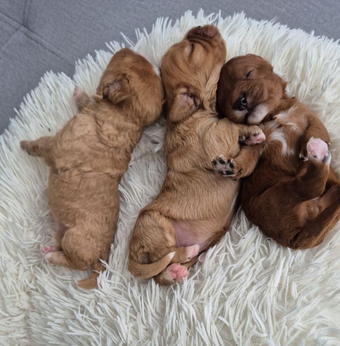 Suczka Cavapoo F1 Cavalier & Pudel