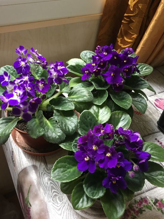 Фиалка комнатная
