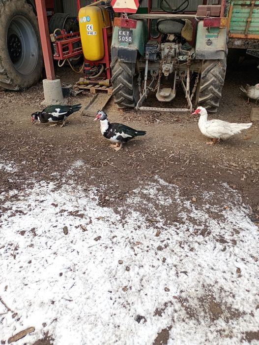 Sprzedam kaczki kaczory