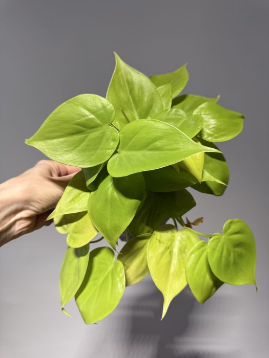 Епіпремнум Марбл Пленет, філодендрон Halo, Лемон Лайм, Бразіл, Міканс