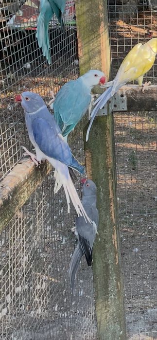 Ring necks novos e adultos