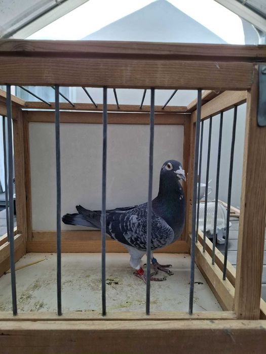 SAMIEC ! Wyjątkowy do rozpłodu !