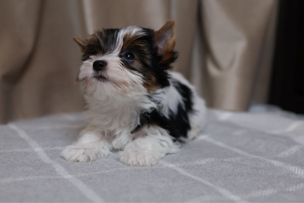 Міні дівчинка бівер йорк