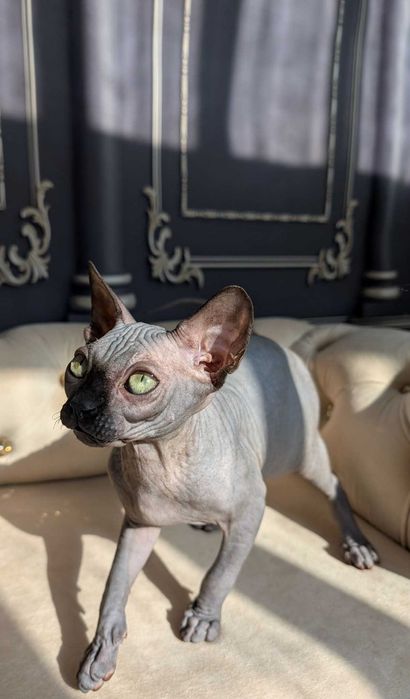 Tarantino uroczy chłopczyk. Sfinks. Dostępny w marcu