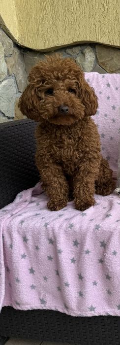 Підрощена пудель з документами закорон