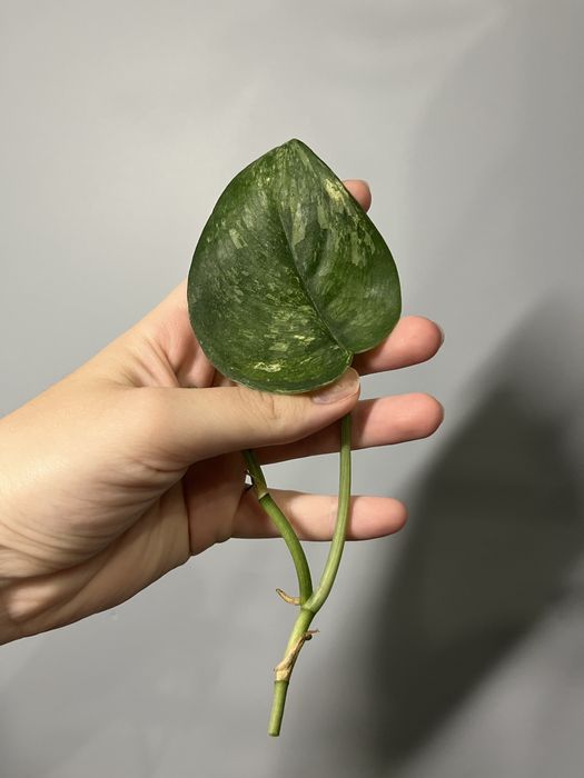 Scindapsus black dragon okaz pędówka