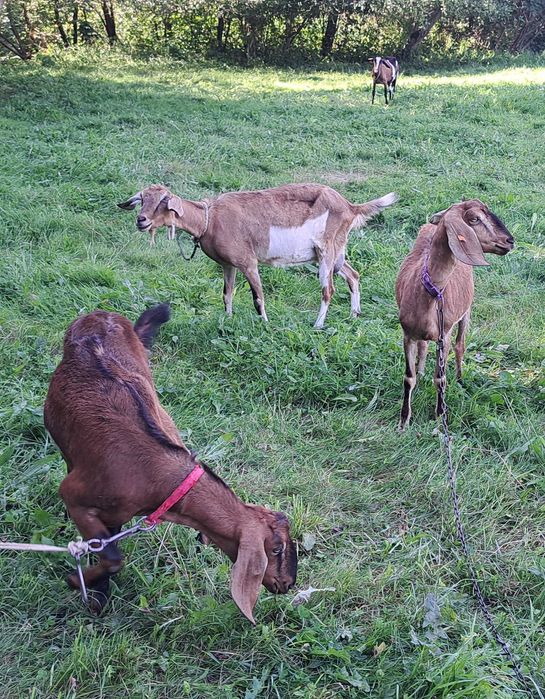 Kozioł cap anglonubijski 100% do krycia