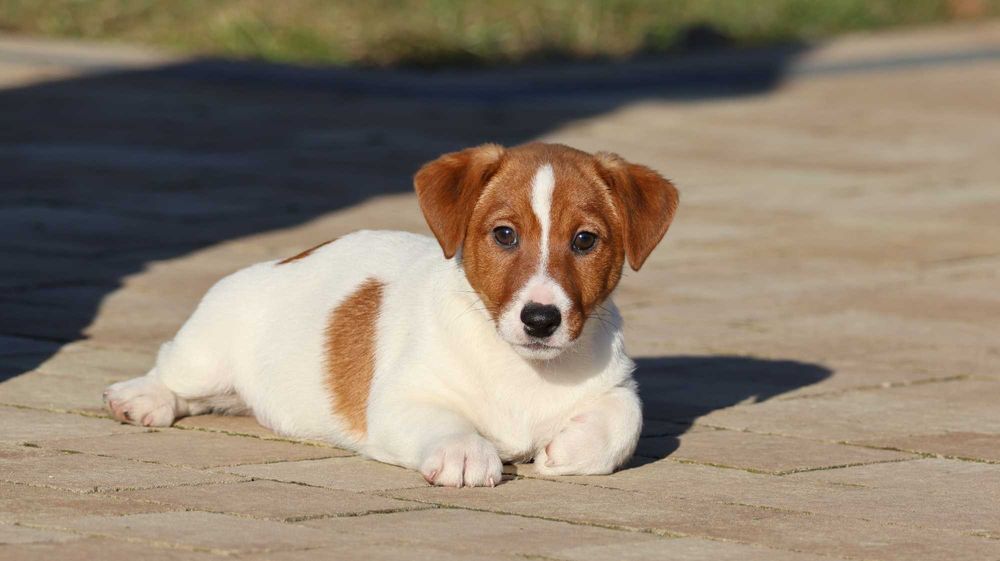 ARES Jack Russell Terrier ZKwP (FCI) -z wzorcowej hodowli piesek