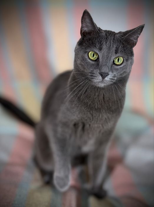 котик в добрі руки