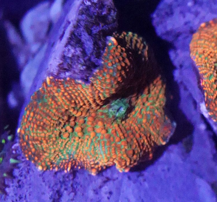 Rhodactis Superman Grzyb Akwarium Morskie  FLUOLAMPS.PL WYSYLKI