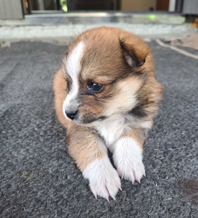 Відам в добрі руки