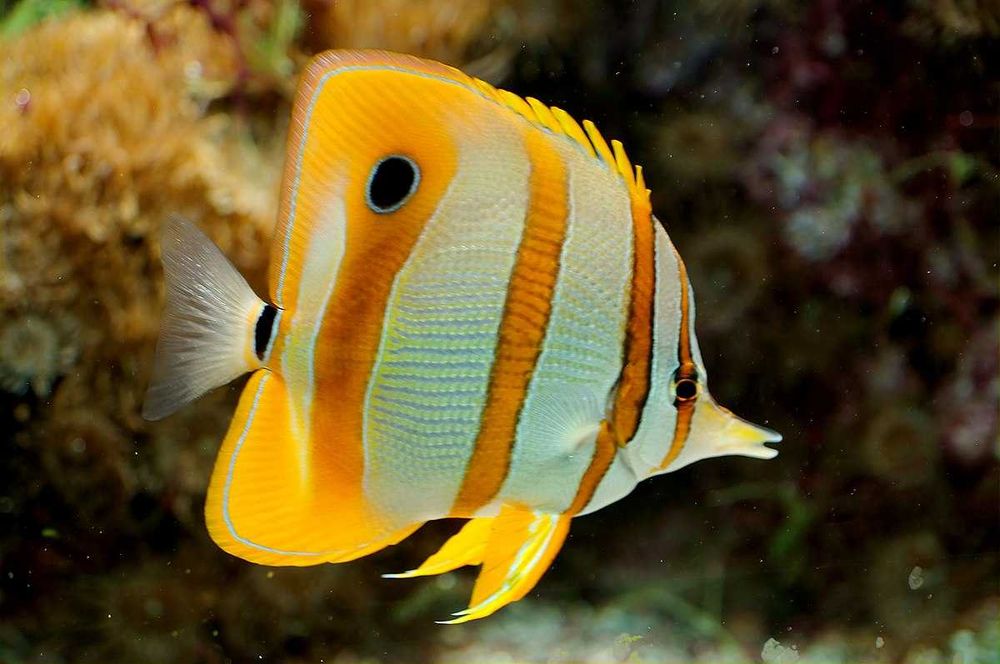Chelmon rostratus (M) - pensetnik dwuoki Ryba Morska Kingdom of Corals