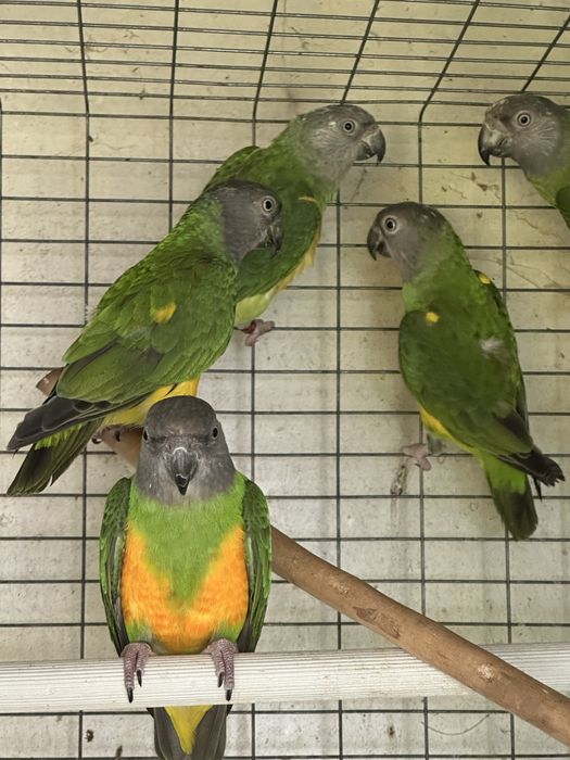 Papagaios do Senegal