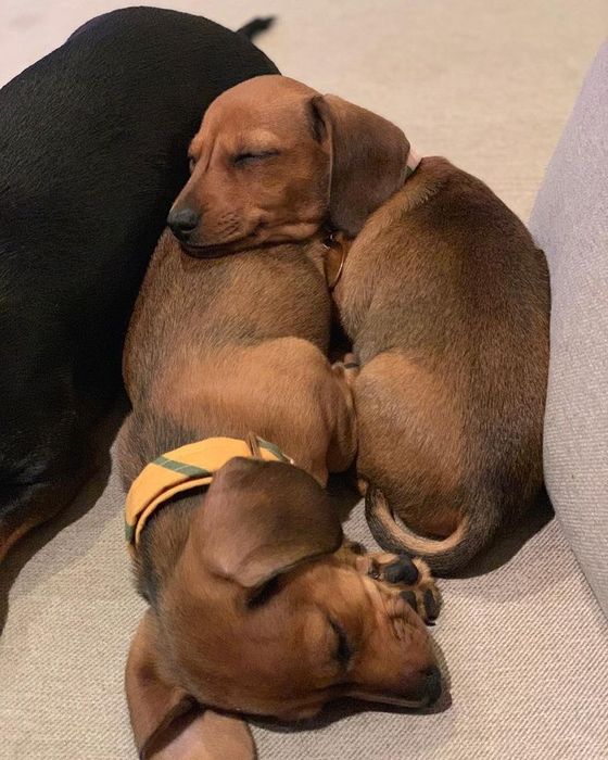 Рыжие эмоции радости — щенки таксы