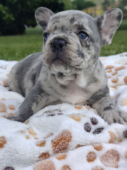 Bulldog lilac Merle