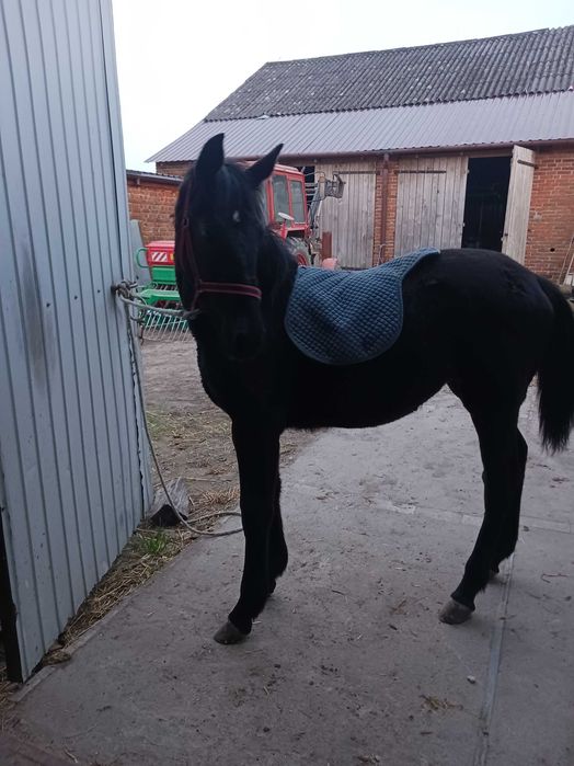 Klaczka rasy Śląska