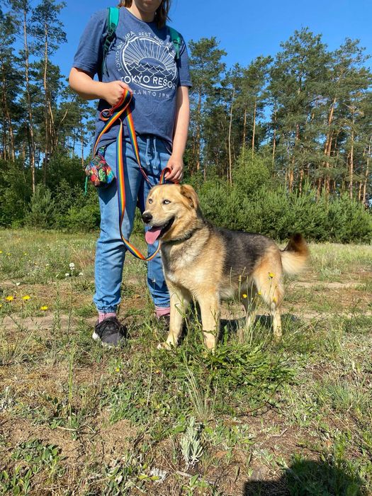 Zibo - inteligentny psiak o ogromnych pokładach energii