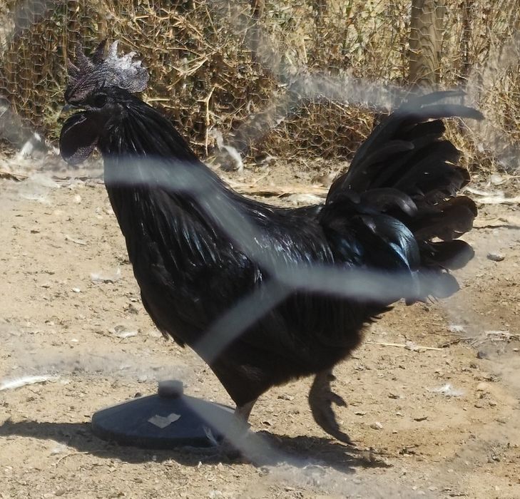Galo Ayam cemani