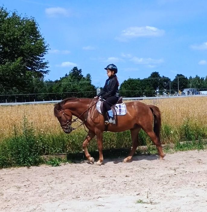 Wałach cztery lata 147cm