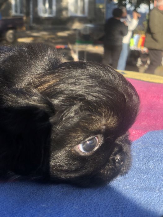 Пекинесики миники