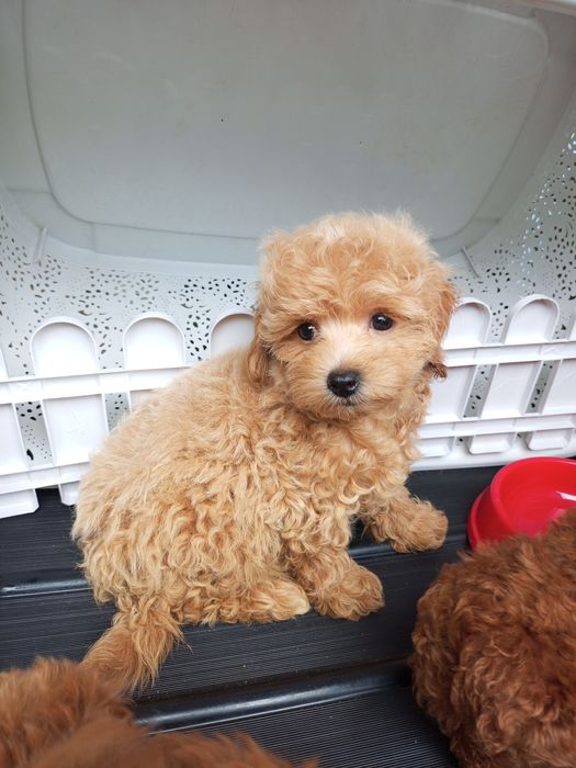 Два + міс.МальтіпуF1 дівчатка