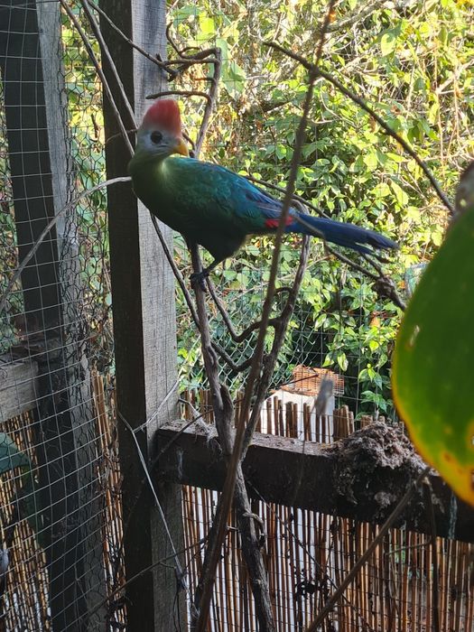 Turacos varias idades