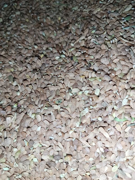 Seradela, saradela z sezonu 2025, wysyłka lub dowóz