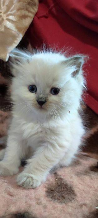 Котики шотландці