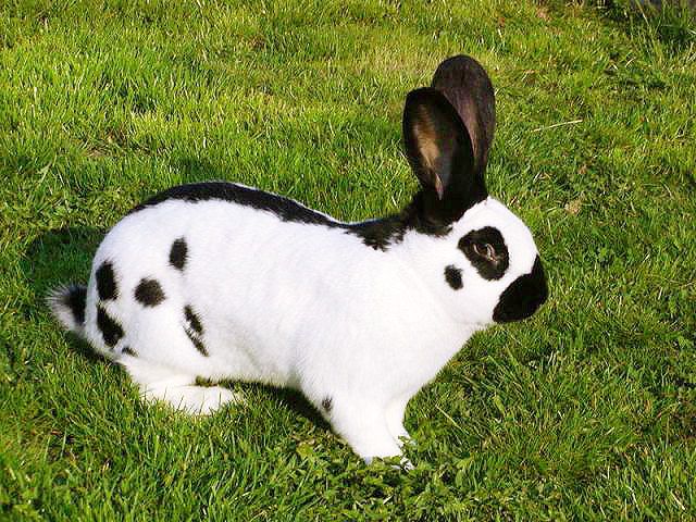 Продам кролика Породисті !!!