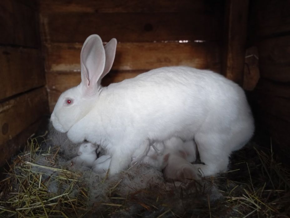 Термондська біла/ термони /кролі термонці/ термонська біла