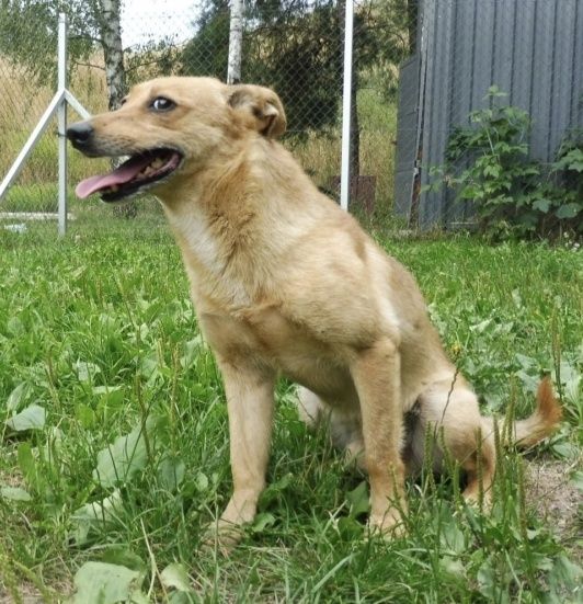 Śliczny mały Etylek do adopcji