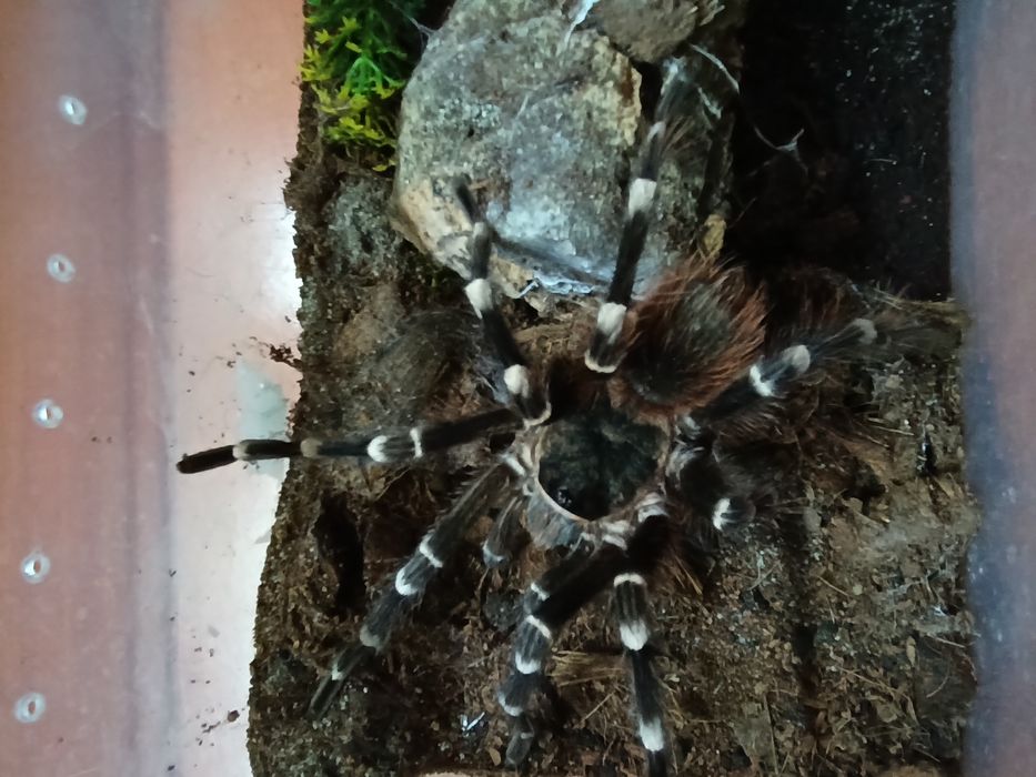 Acanthoscuria geniculata