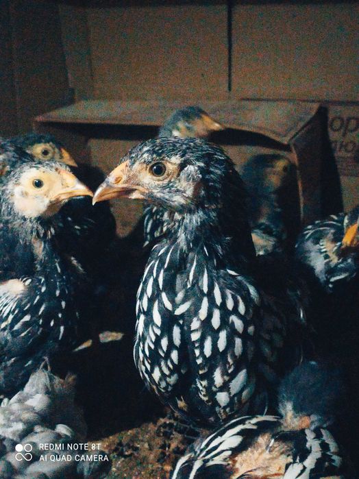 Курчата вiандот срiбло