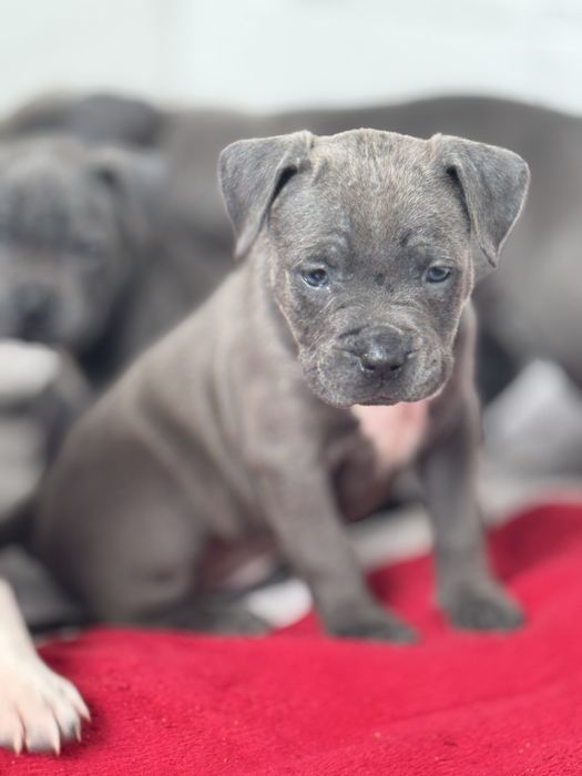 PitbullXL, Пітбуль блакитний колір ,ABKC