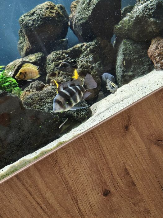 Cyphotilapia frontosa burundi  tanganika