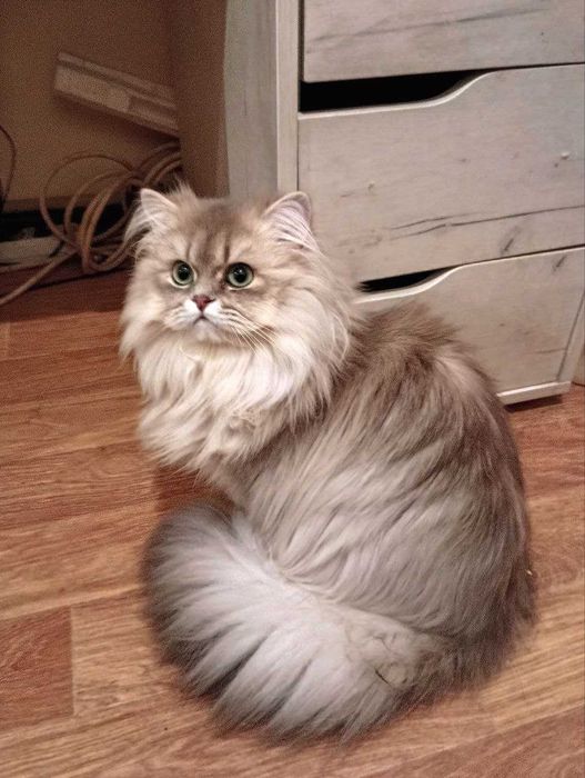 британский котик, голубое золото