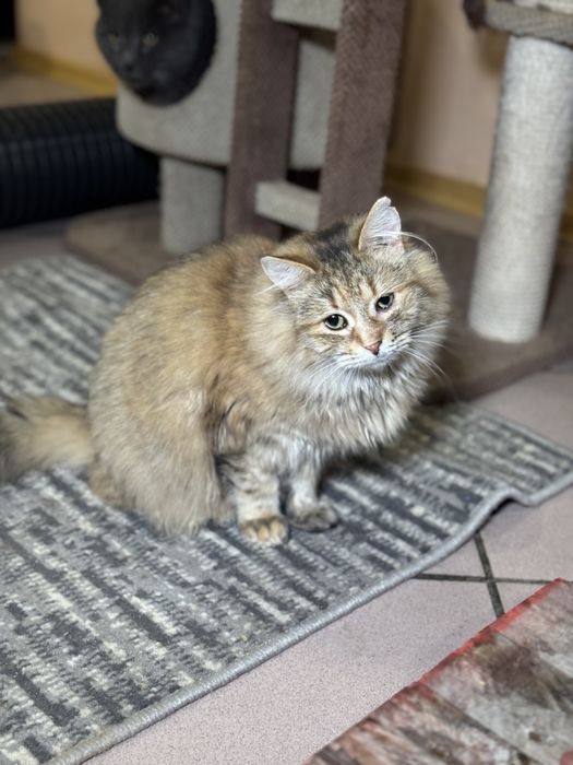 Скромная Пушинка ищет дом