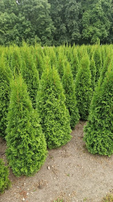 Tuja Szmaragd Grunt 130-140 cm