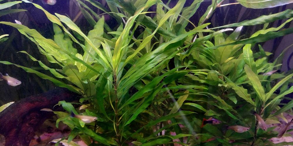 Planta aquário água quente