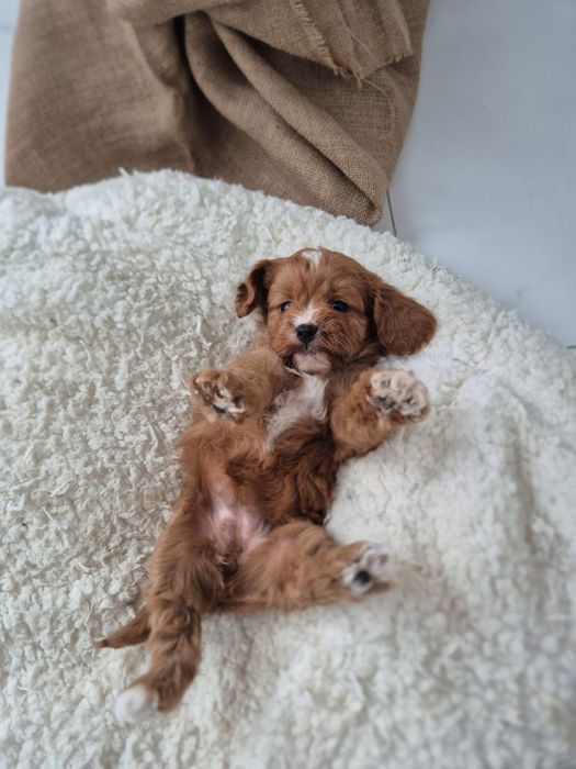 Cavapoo F1 Cavalier - Pudel