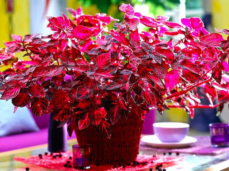 гіпоестеси, ірезіне різні кольори