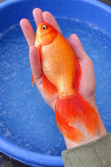 Welon tarlak 10-20 cm