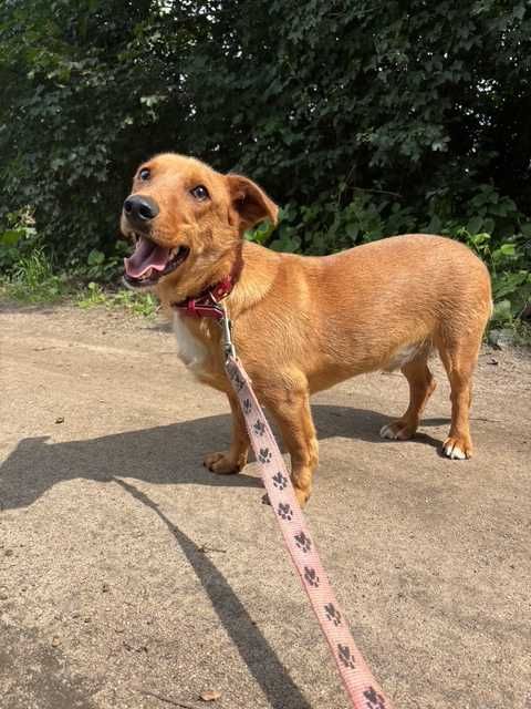 Piesek Dolar do adopcji