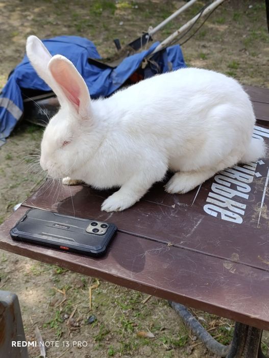 Продам кролів Термонці та Строкачі