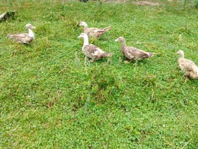 Sprzedam kaczki i kaczory